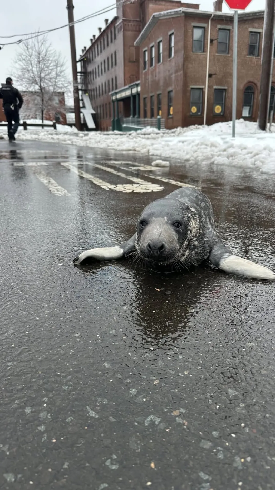 Baby seal on wet pavement