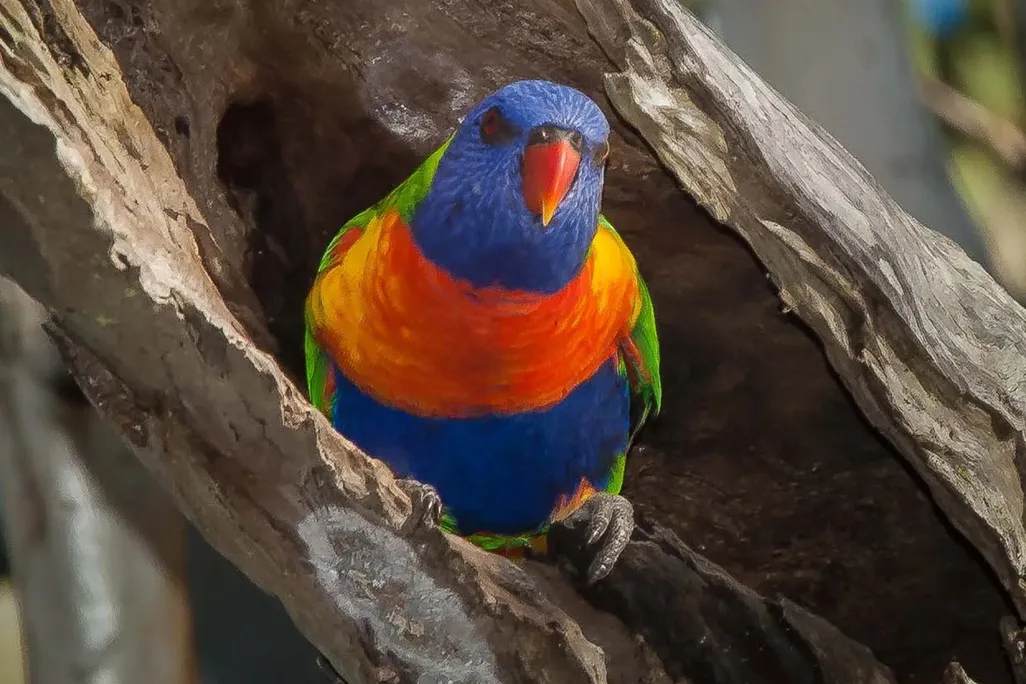 a colorful bird in a tree stump