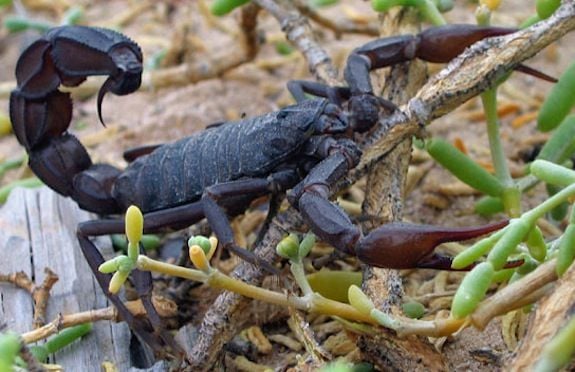 Here's How to Make a Scorpion Bomb | Smart News| Smithsonian Magazine