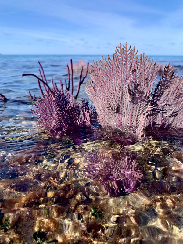 Sea fans at low tide thumbnail