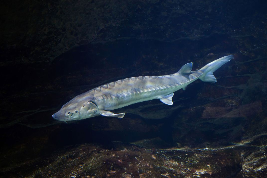 Atlantic Sturgeon