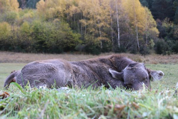The sleeping cow in Autumn thumbnail