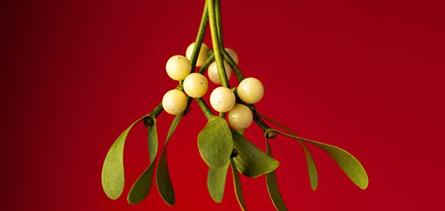 Mistletoe