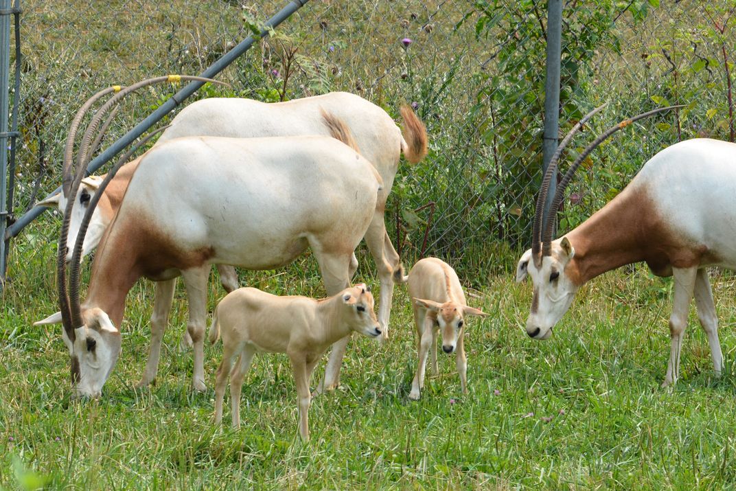 Three adult oryx graze, their long curved horns making them tower of their smaller, smooth-headed calves.