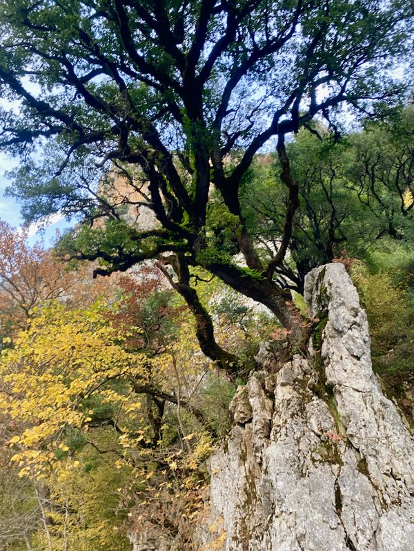 Autumn colors in Vikos Gorge, Greece thumbnail