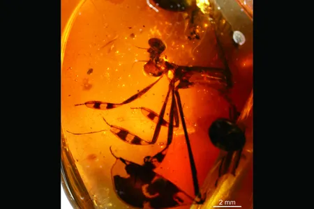 The ancient damselfly's courtship ritual was caught in amber 100 million years ago. 