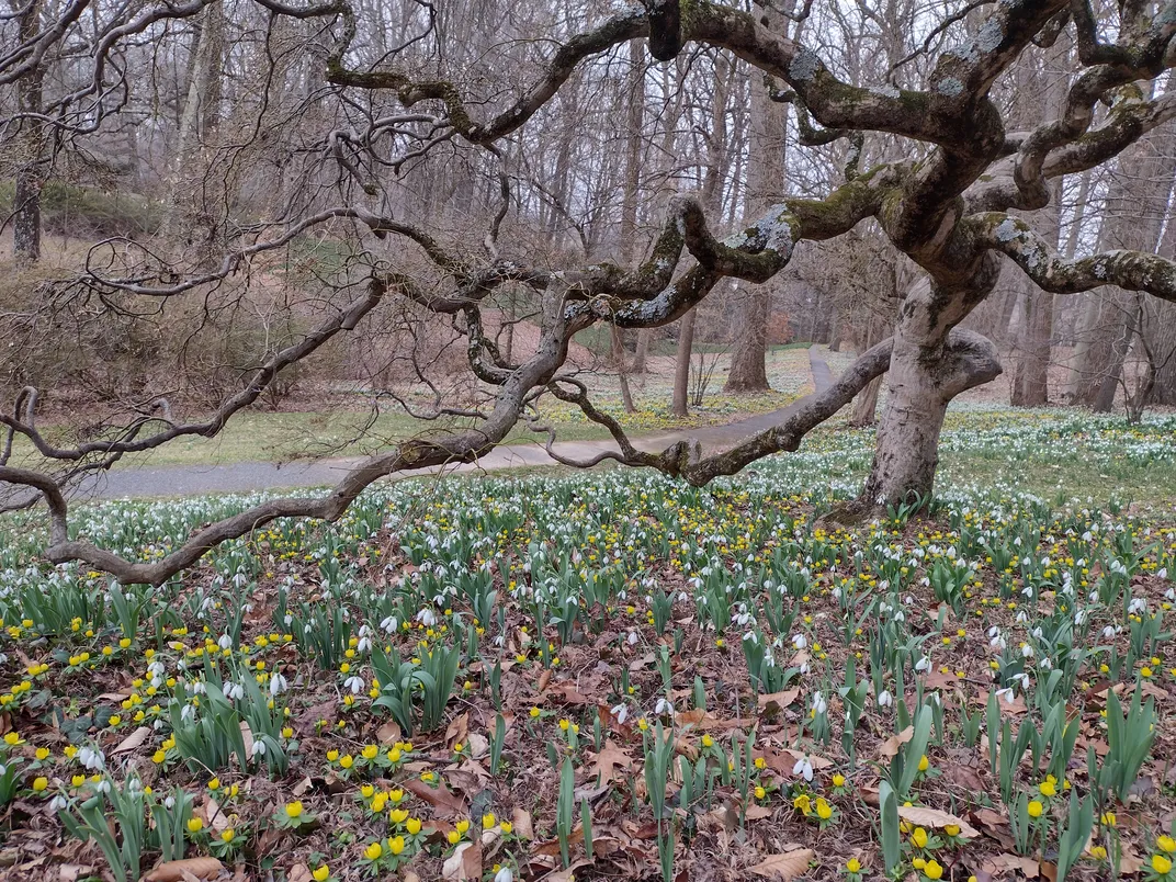 snowdrops and yellow flowers grow beneath a barren tree
