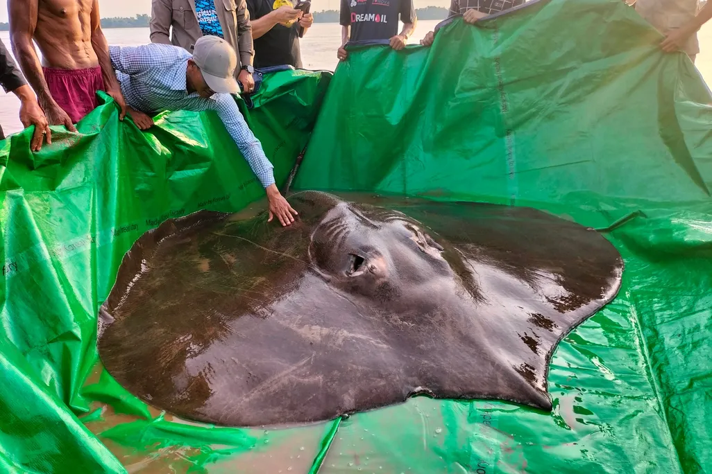 A giant stingray sits on a green tarp surrounded by a crowd of people