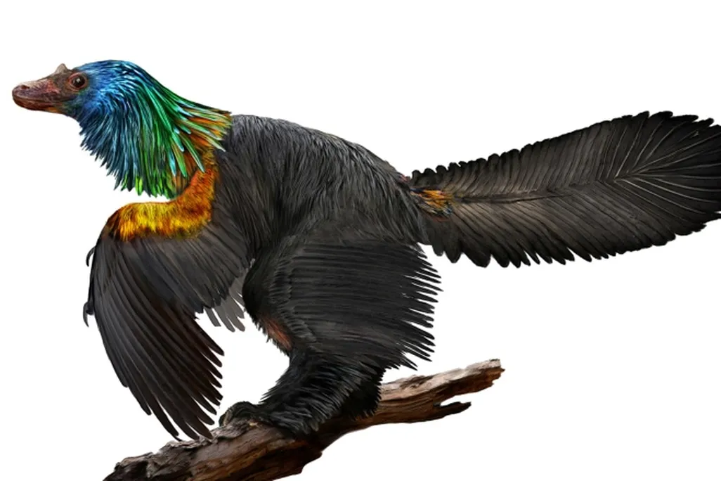 Caihong