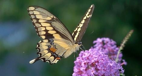 The giant swallowtail