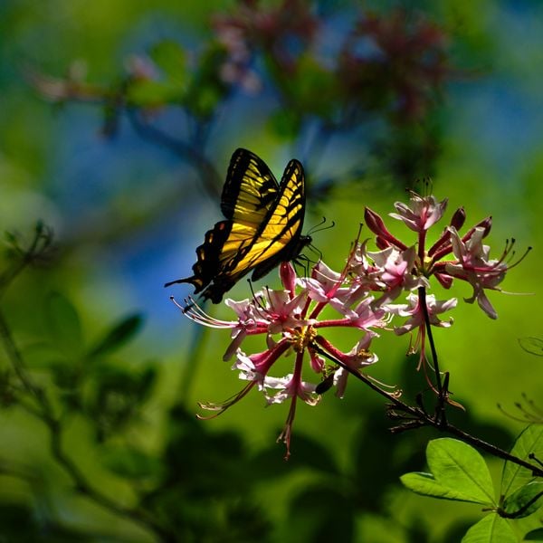 Spring Beauties - Tiger Swallowtail on Rhododendron in The Bull Run Mountains of Virginia thumbnail
