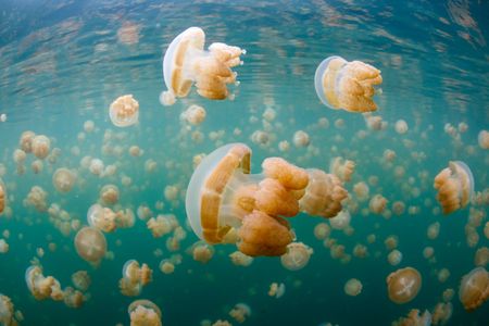 Jellyfish Lake, Palau