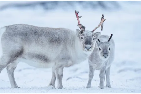 Svalbard reindeer graze during an early snowfall. If temperatures rise again, food may be trapped under ice during a critical time for packing on winter pounds.