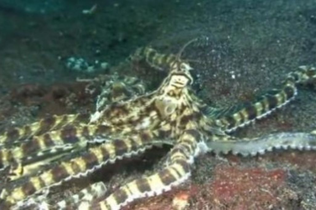 A good eye will spot the black-marble jawfish next to the mimic octopus's arm