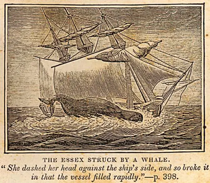 Image of whale attack on the Essex