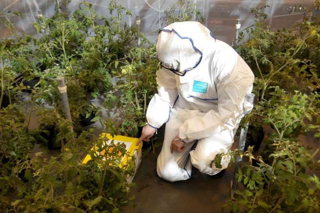 Bees and Tomato Virus