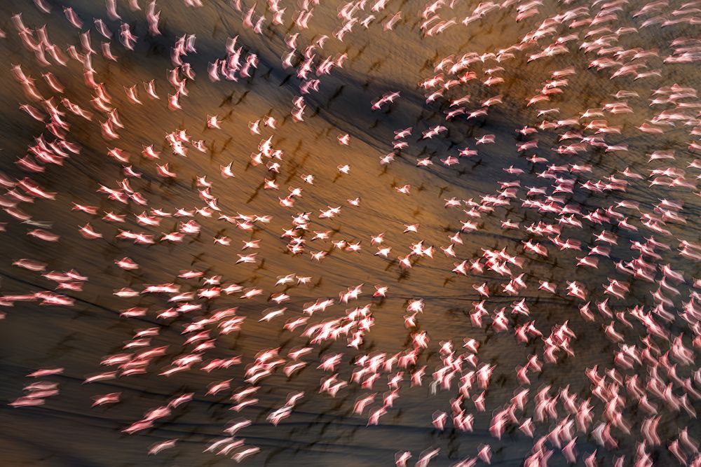 Photographed from a small helicopter over Lake Natron, this image was created using a 1/10-second exposure combined with intentional zooming and rotational movement of the camera. The technique transformed a flock of lesser flamingos into a spiral of light, with each bird leaving a soft brushstroke across the earthy tones of the lakebed.
