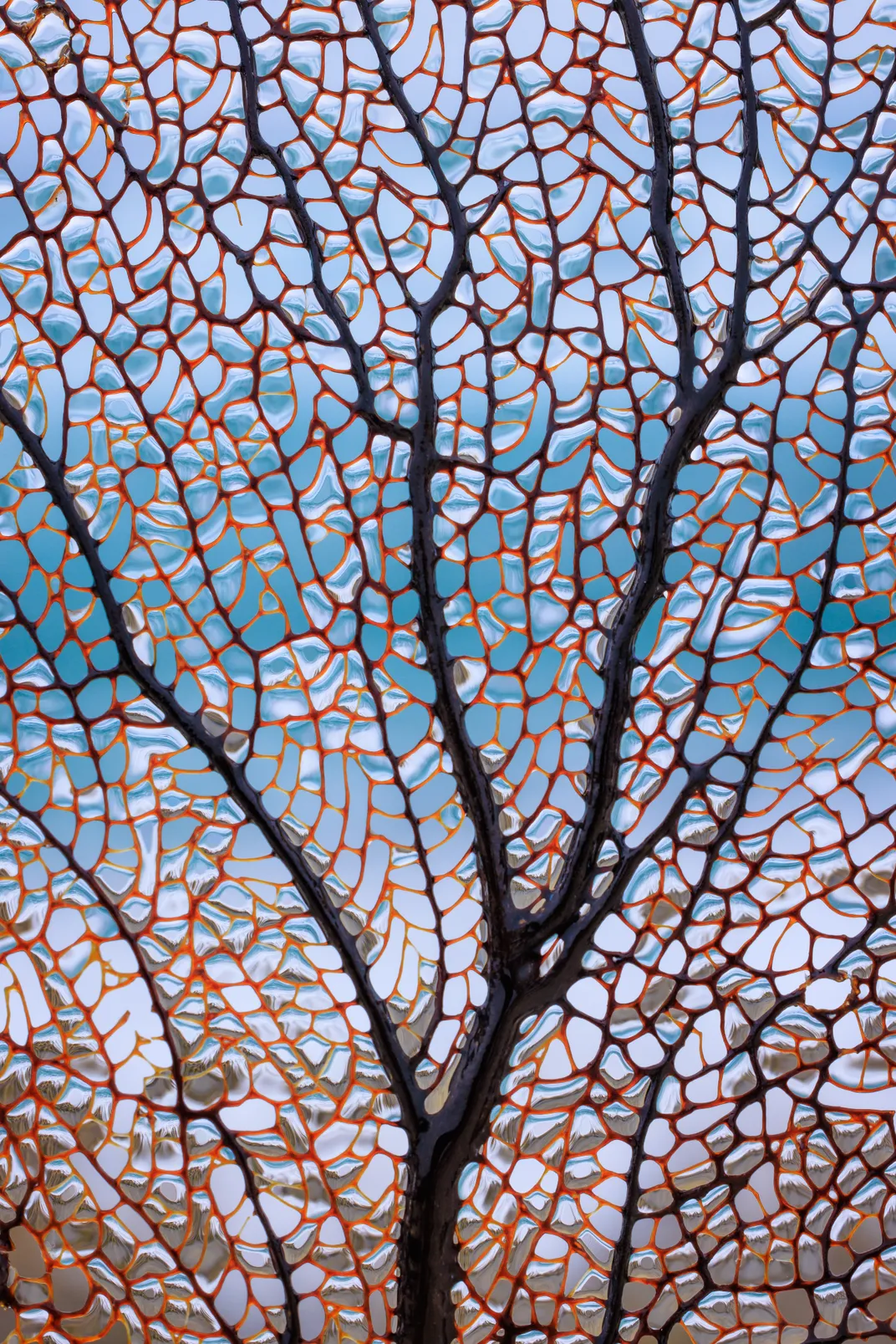 water droplets in a branching sea fan