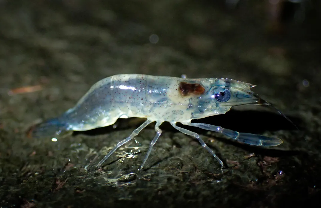 Juvenile Macrobrachium dienbienphuense