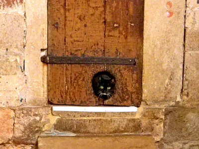 Where Can You Find the Oldest Cat Door on Earth? image