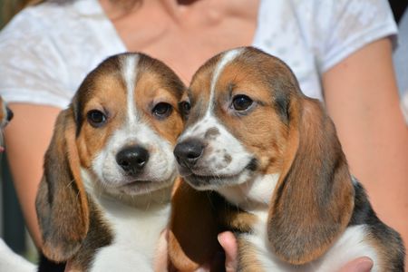 The IVF pups were more than 30 years in the making.