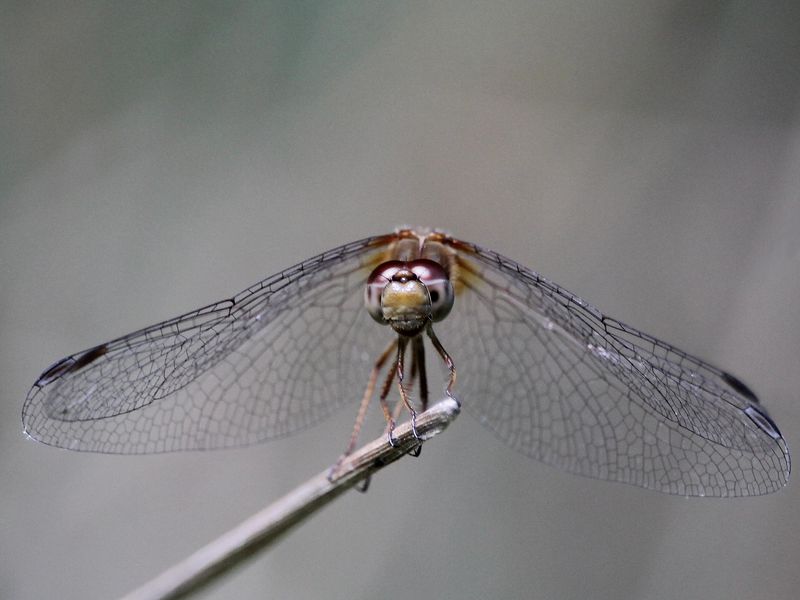 The eye of a dragonfly Smithsonian Photo Contest Smithsonian Magazine