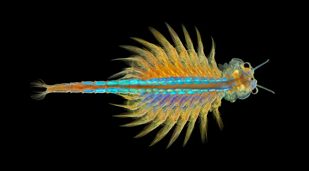 Small colorful brine shrimp