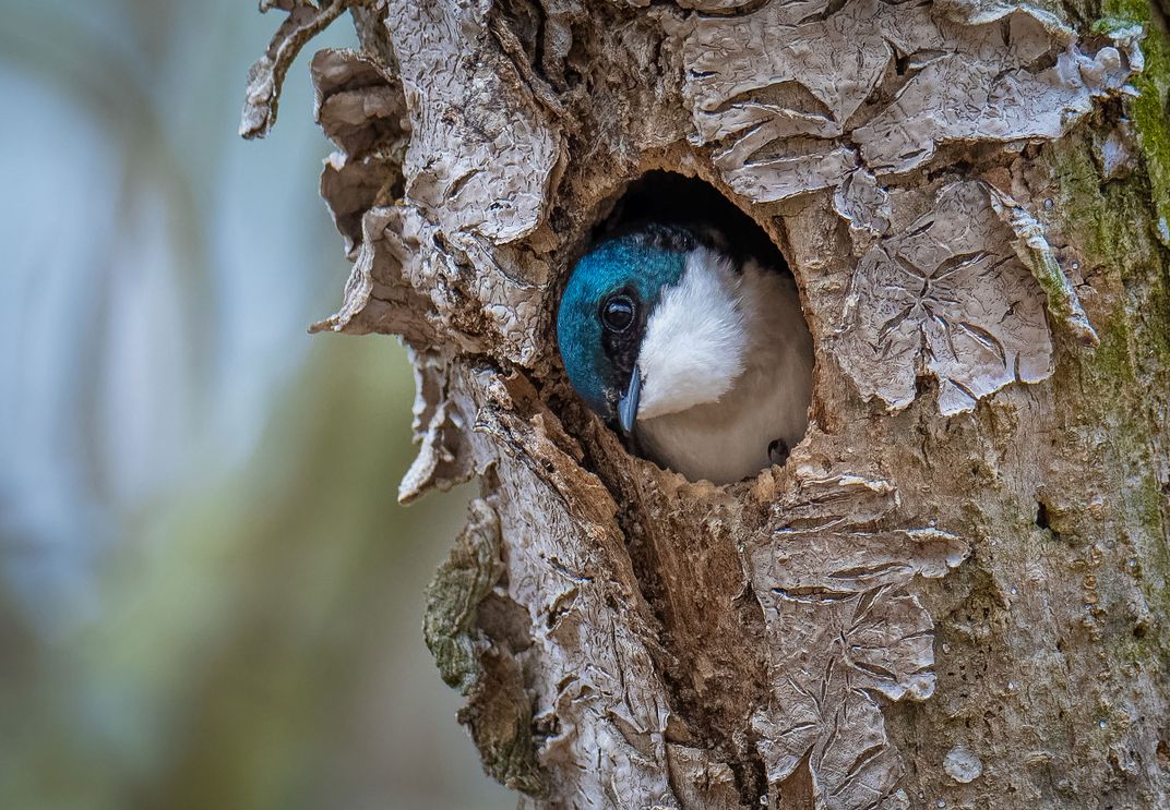A turquoise tree swallow pops her head out of a small hole in a tree 