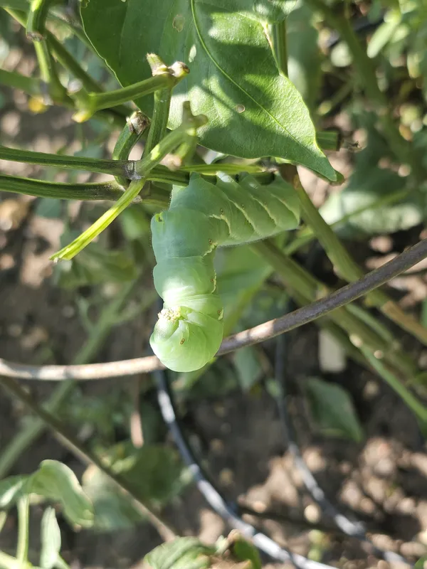 Garden Creature on Jalapeño Plant thumbnail