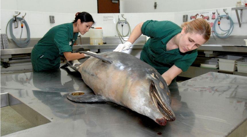 Two people in green scrubs examine a lesion-covered dead dolphin on a stainless steel lab bench. The dolphins is laying on its side with its mouth ajar. Its gray skin is mottled with white and brown splotches. 