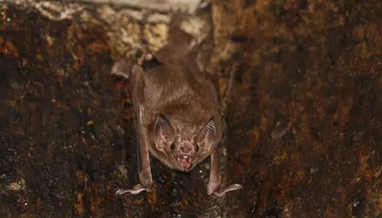 When Vampire Bats Become Close Friends, They Start ‘Talking’ Like Each Other