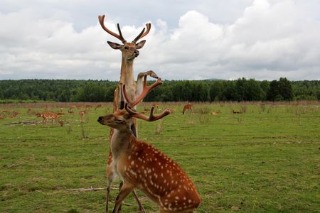 Male deer grow these impressive face ornaments every year, in a cycle of life, death and itchiness.