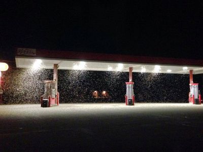 Mayflies at a gas station in the Trempealeau Mountain Staet Natural Area