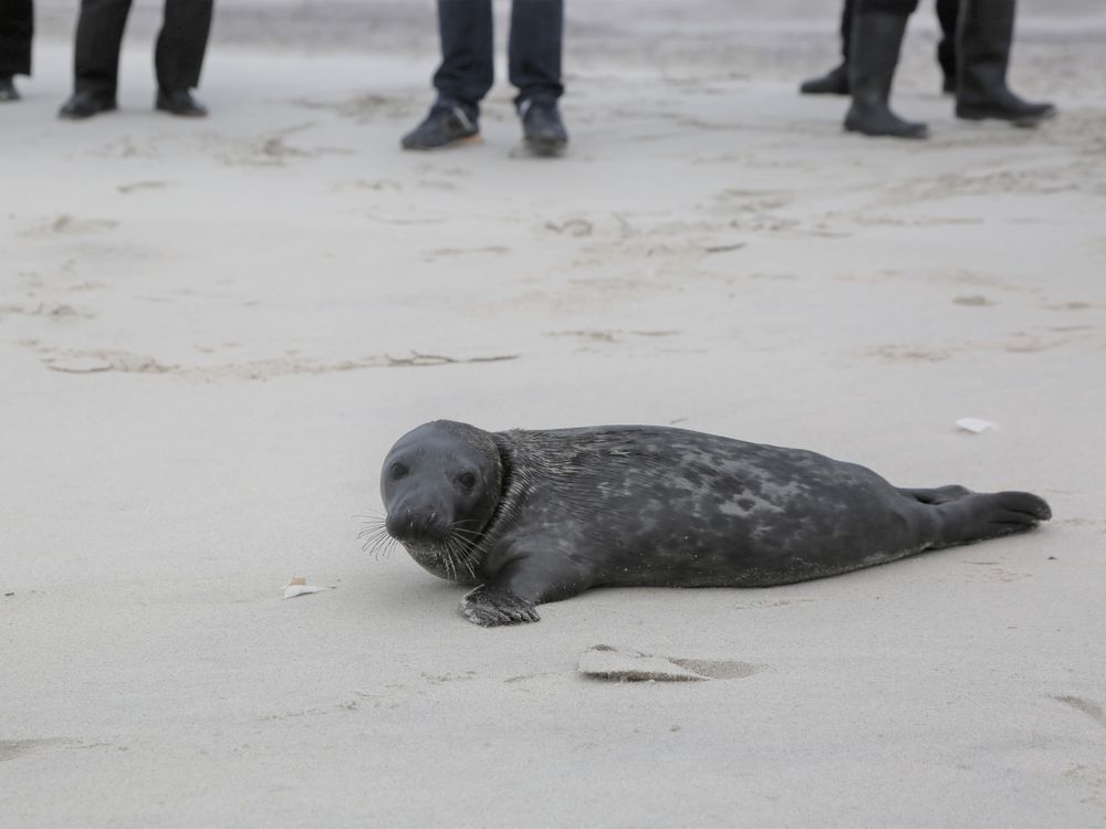 A seal on the sand