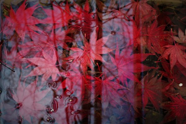 Red Maple leaves in water thumbnail