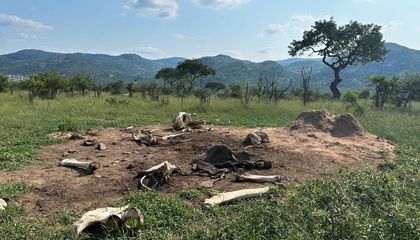 African Elephants Shape the Savanna Ecosystem—and Continue Doing So Long After They've Died, Study Suggests
