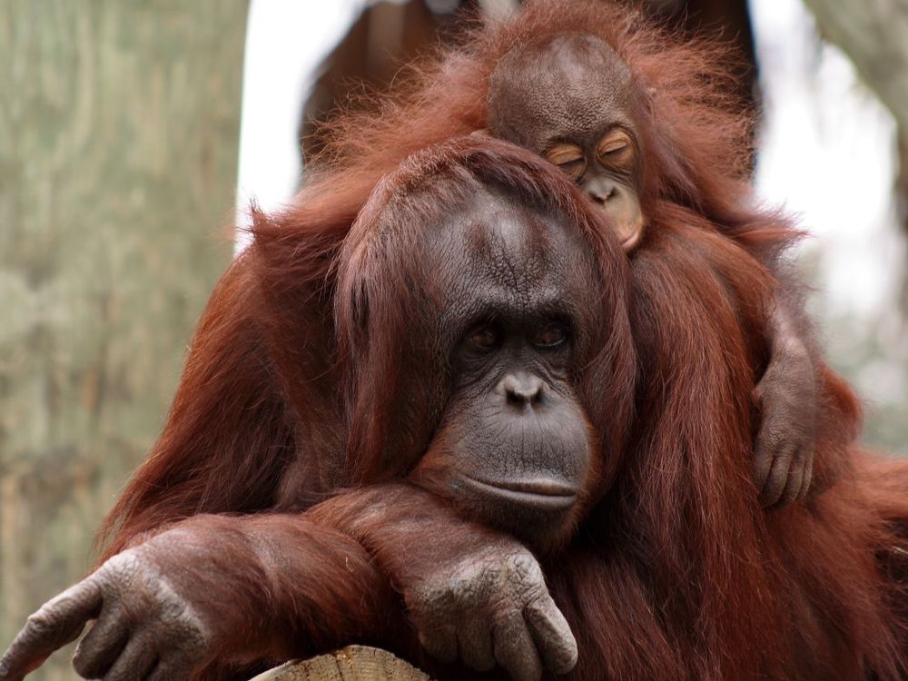 Orangutan Baby