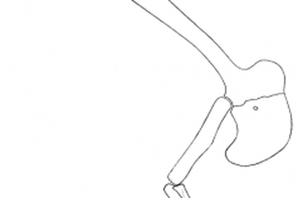 20110520083320Gorgosaurus-forelimb-237x300.png