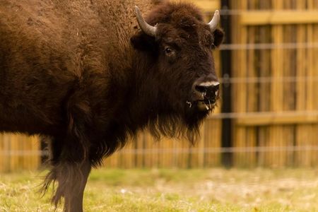 American bison