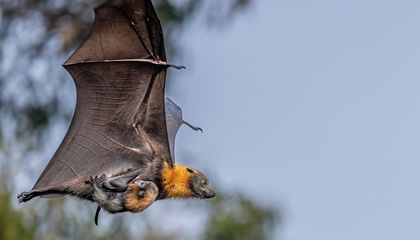 Why Australians Are Growing to Appreciate These Loud and Smelly Bats