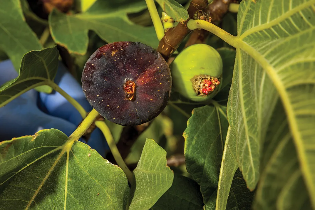 Ripe fruit