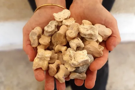 Some of the artifacts discovered in Israel