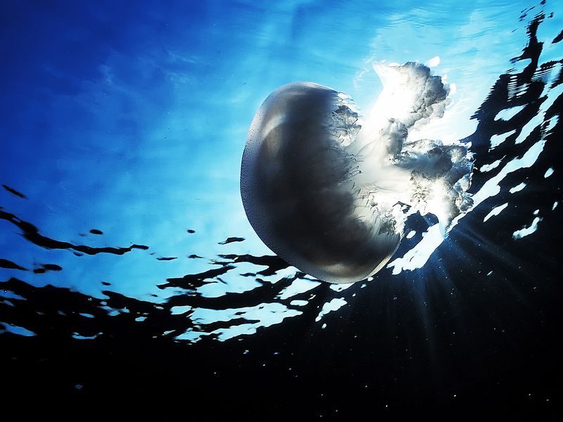 Jelly fish in the sun Smithsonian Photo Contest Smithsonian Magazine