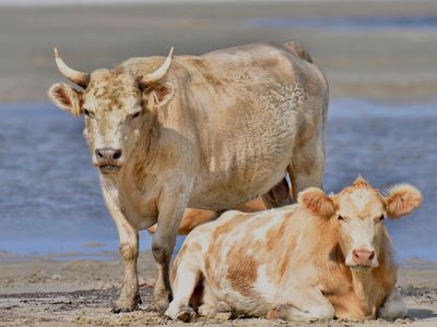 Two cows photographed in 2017 on Cedar Island. Three cows, not pictured, were found later following Hurricane Dorian.