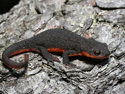 Some rough-skinned newts host bacteria on their skin that produce the neurotoxin tetrodotoxin to keep predators at bay.