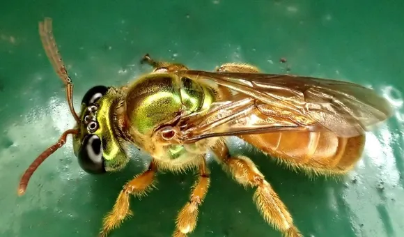 1_sweat bee 1_Carmelo Lopez.jpg