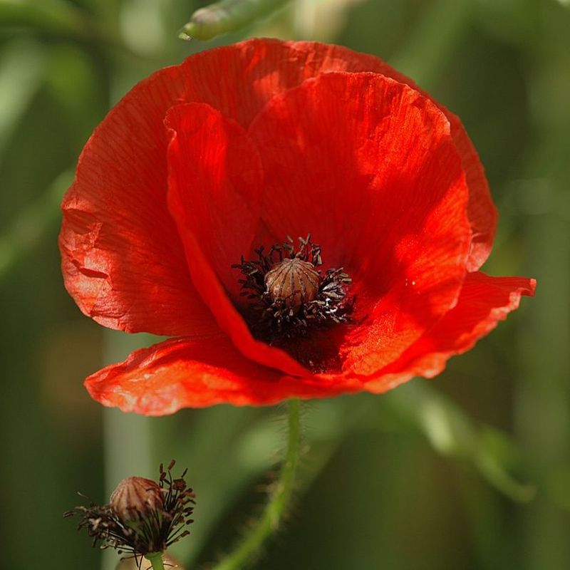 Beautiful field of red poppies in the sunset light. close up of