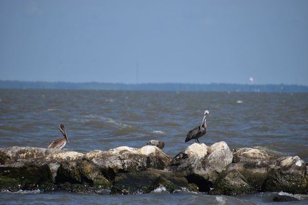 Cranes sit perched awaiting their afternoon meal. thumbnail