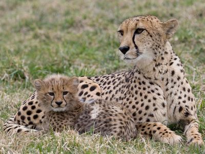 Important information about a cheetah can be found in its feces.