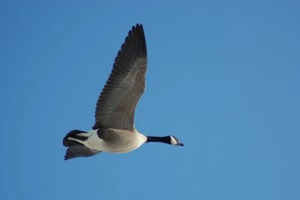 20110520104111goose-300x202.jpg